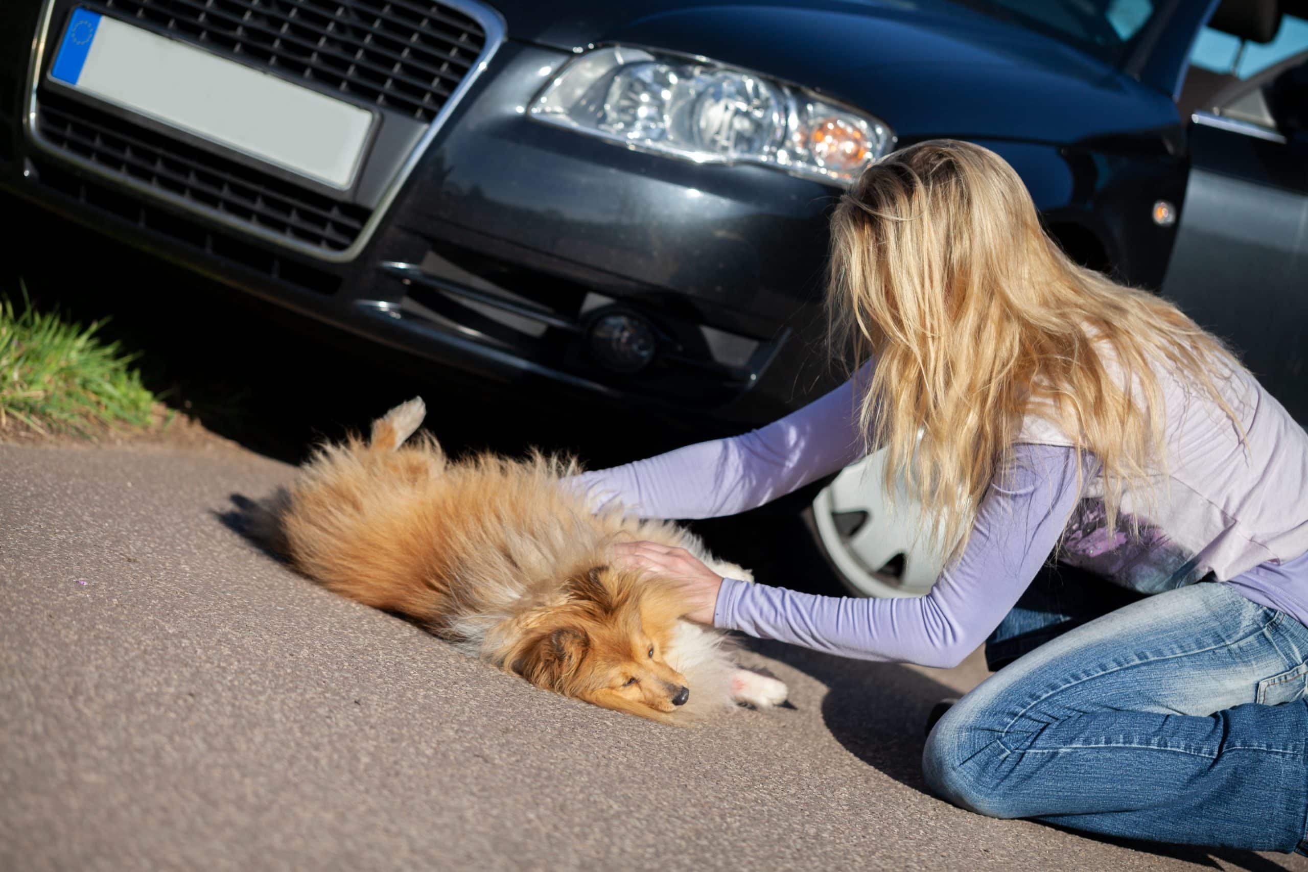 Pets in Car Accidents